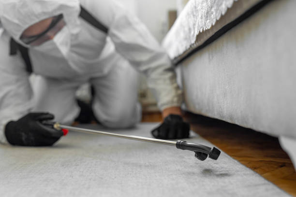 Professional Bed Bug Control technician working in Norton Center, MA